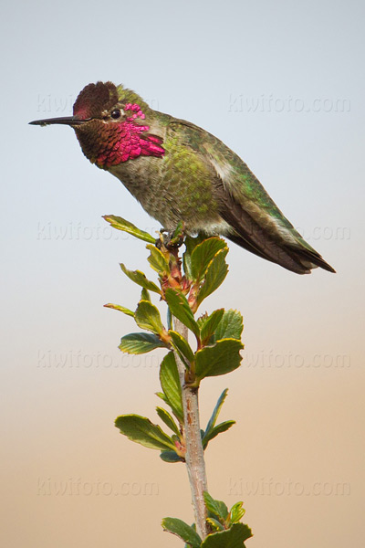 Anna's Hummingbird Image @ Kiwifoto.com