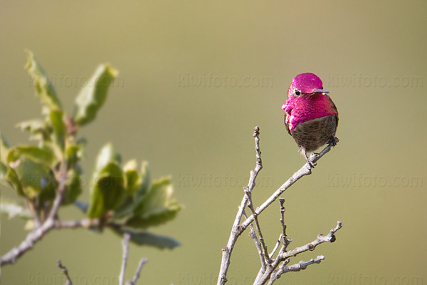 Anna's Hummingbird Picture @ Kiwifoto.com