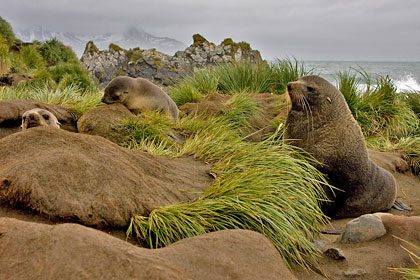 Antarctic Fur Seal Photo @ Kiwifoto.com