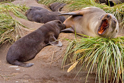 Antarctic Fur Seal Picture @ Kiwifoto.com