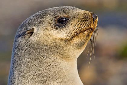 Antarctic Fur Seal Image @ Kiwifoto.com