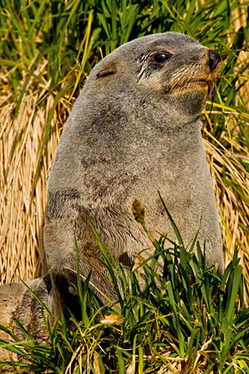Antarctic Fur Seal Photo @ Kiwifoto.com