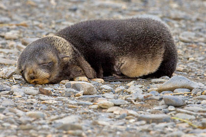 Antarctic Fur Seal Picture @ Kiwifoto.com