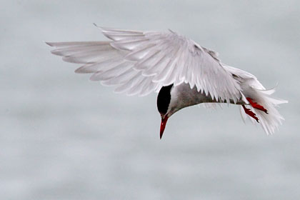 Antarctic Tern Picture @ Kiwifoto.com