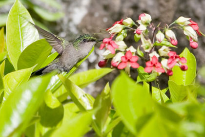 Antillean Crested Hummingbird Photo @ Kiwifoto.com