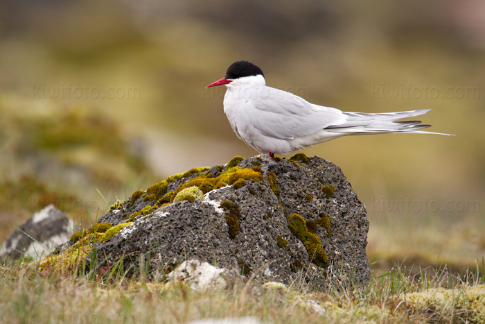 Arctic Tern Photo @ Kiwifoto.com