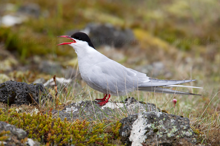 Arctic Tern Image @ Kiwifoto.com