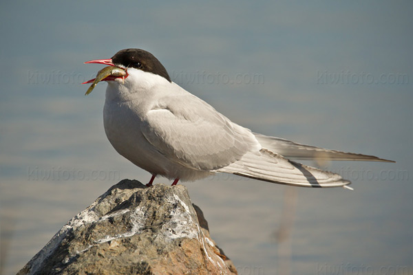 Arctic Tern Photo @ Kiwifoto.com