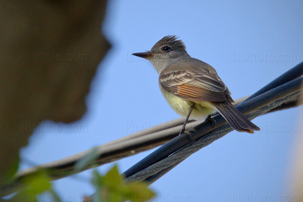 Ash-throated Flycatcher Picture @ Kiwifoto.com