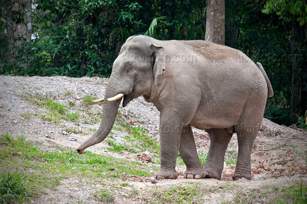 Asian Elephant Photo @ Kiwifoto.com