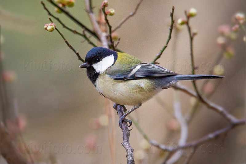 Asian Tit @ Toyama Park, Shinjuku, Tokyo, Japan