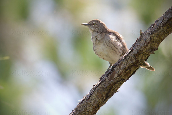 Bahama Mockingbird Picture @ Kiwifoto.com