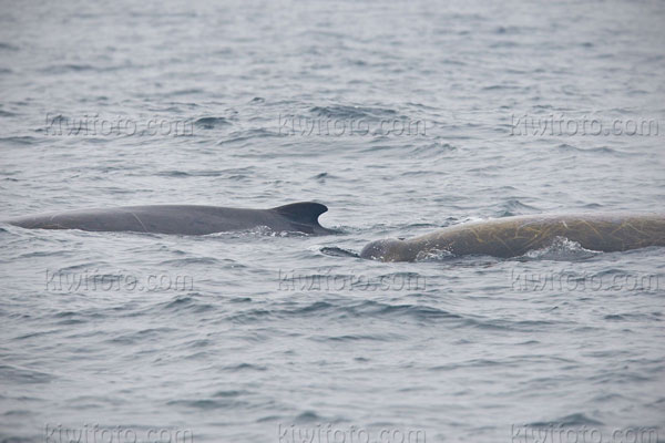 Baird's Beaked Whale Picture @ Kiwifoto.com