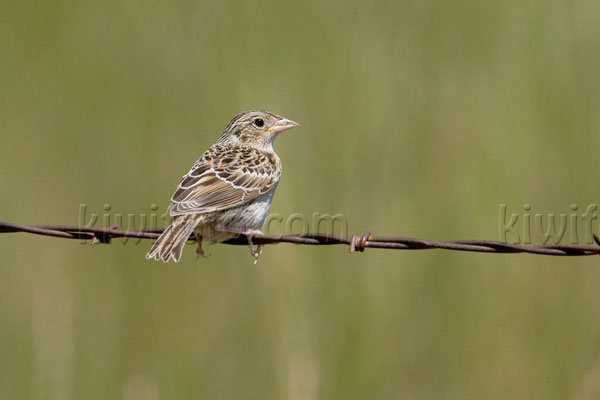 Baird's Sparrow Image @ Kiwifoto.com
