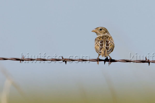 Baird's Sparrow Photo @ Kiwifoto.com