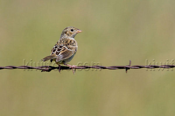 Baird's Sparrow Image @ Kiwifoto.com