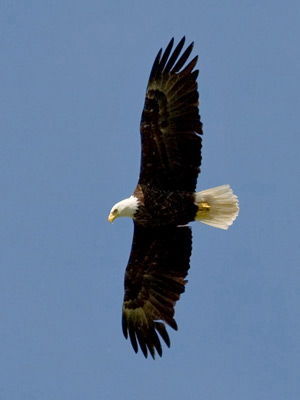 Bald Eagle Image @ Kiwifoto.com