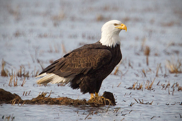 Bald Eagle Photo @ Kiwifoto.com