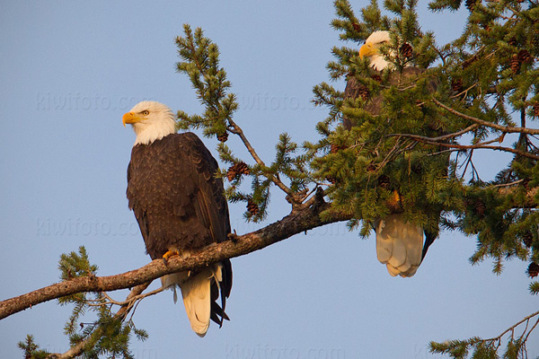 Bald Eagle Picture @ Kiwifoto.com