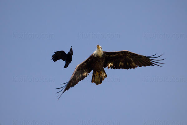 Bald Eagle Photo @ Kiwifoto.com