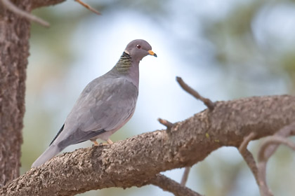 Band-tailed Pigeon Picture @ Kiwifoto.com