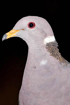 Band-tailed Pigeon Photo @ Kiwifoto.com