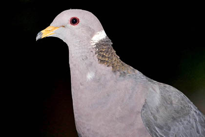 Band-tailed Pigeon Photo @ Kiwifoto.com