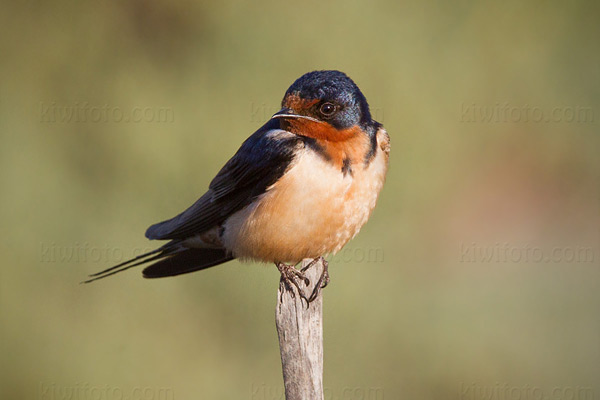 Barn Swallow Photo @ Kiwifoto.com