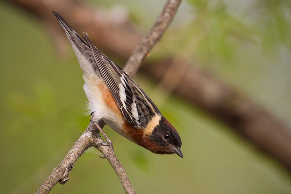 Bay-breasted Warbler Picture @ Kiwifoto.com