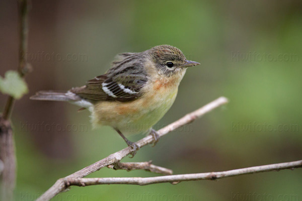 Bay-breasted Warbler Picture @ Kiwifoto.com