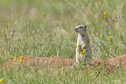 Belding's Ground Squirrel Image @ Kiwifoto.com