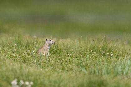 Belding's Ground Squirrel Photo @ Kiwifoto.com