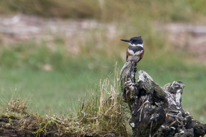 Belted Kingfisher Picture @ Kiwifoto.com