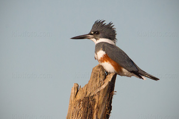 Belted Kingfisher Image @ Kiwifoto.com