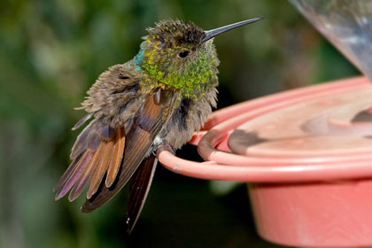 Berylline Hummingbird Photo @ Kiwifoto.com