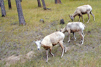 Bighorn Sheep Image @ Kiwifoto.com