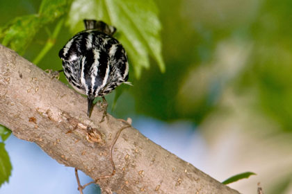 Black-and-white Warbler Image @ Kiwifoto.com
