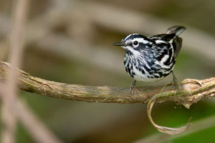 Black-and-white Warbler Image @ Kiwifoto.com