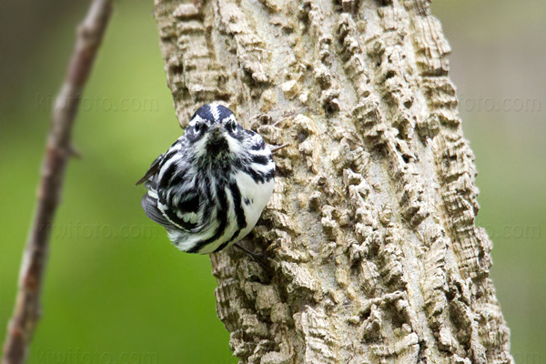 Black-and-white Warbler Photo @ Kiwifoto.com