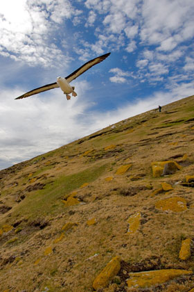 Black-browed Albatross Picture @ Kiwifoto.com