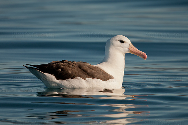 Black-browed Albatross Picture @ Kiwifoto.com