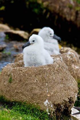 Black-browed Albatross Photo @ Kiwifoto.com