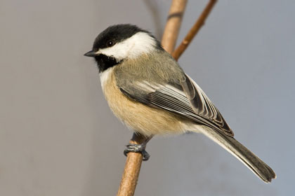 Love the little chickadees  I see lots of them at my 