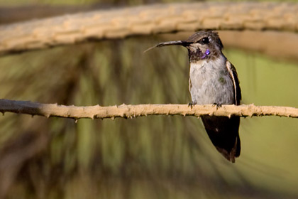 Black-chinned Hummingbird (juvenile male)
