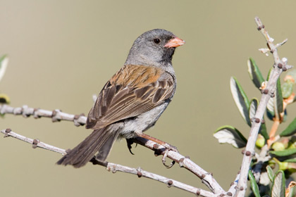 Black-chinned Sparrow Photo @ Kiwifoto.com