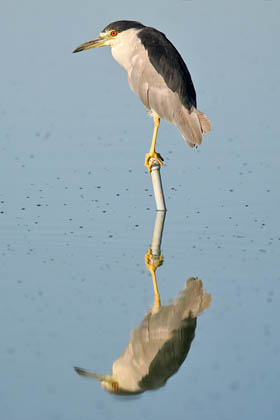 Black-crowned Night Heron