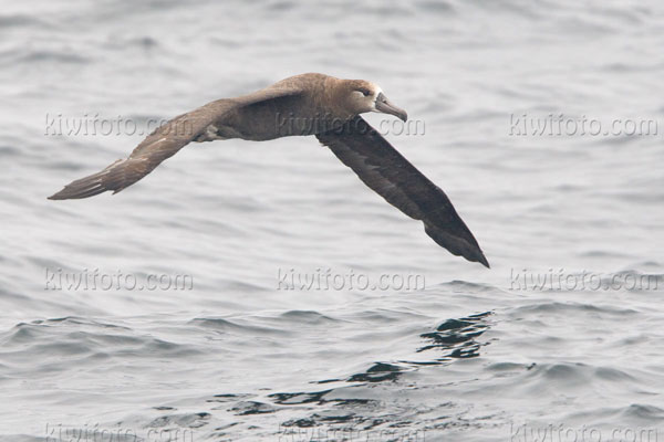 Black-footed Albatross Picture @ Kiwifoto.com