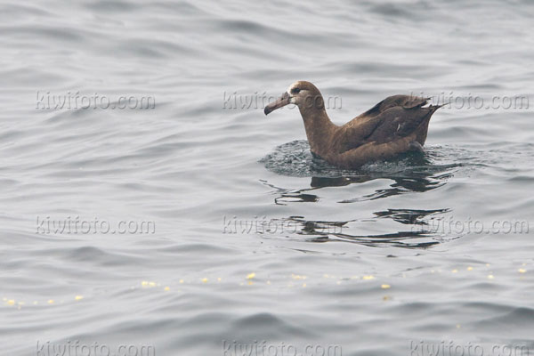 Black-footed Albatross Photo @ Kiwifoto.com