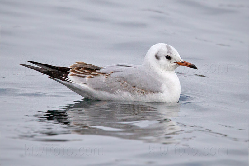 Black-headed Gull @ Rausu, Hokkaido, Japan