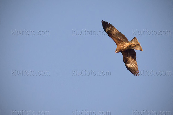 Black Kite Photo @ Kiwifoto.com